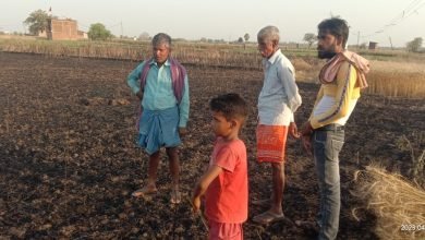 The spark emanating from the short circuit of electricity burnt the crops standing in several bigha field
