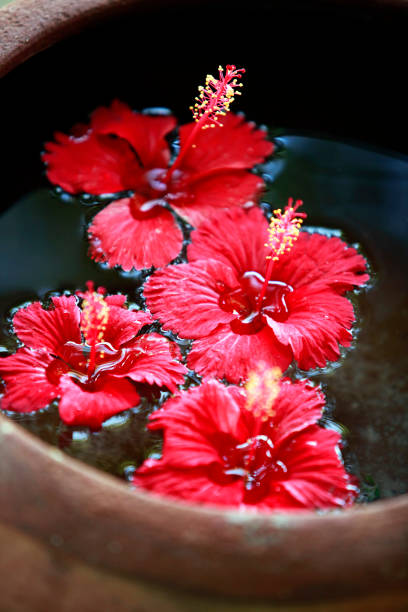 Hibiscus-flower-in-water-bowl