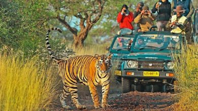 Wildlife Ke Shaukeen In Natinal Parkon Ki Karein Sair 6
